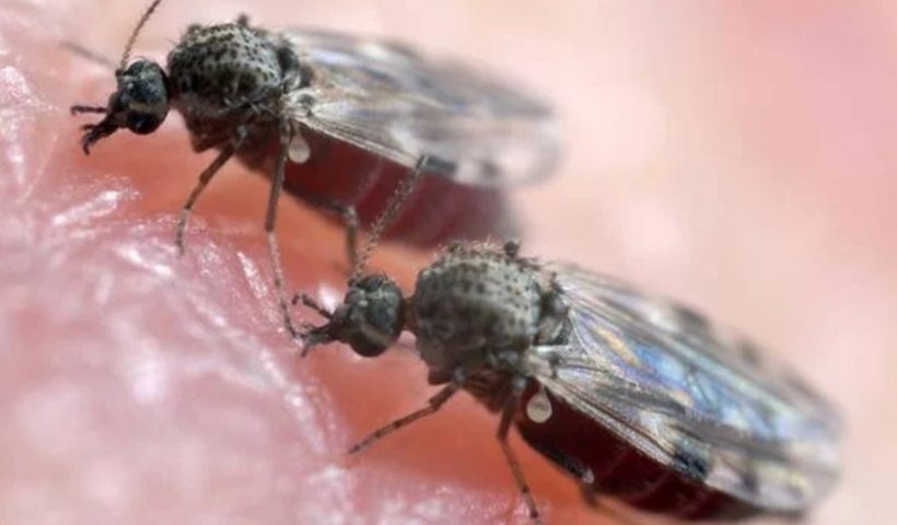 Ubatuba confirma primeiro caso de febre Oropouche em 2025