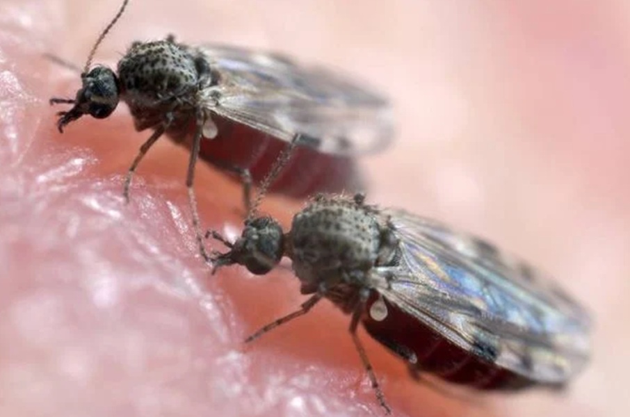 Ubatuba confirma primeiro caso de febre Oropouche em 2025