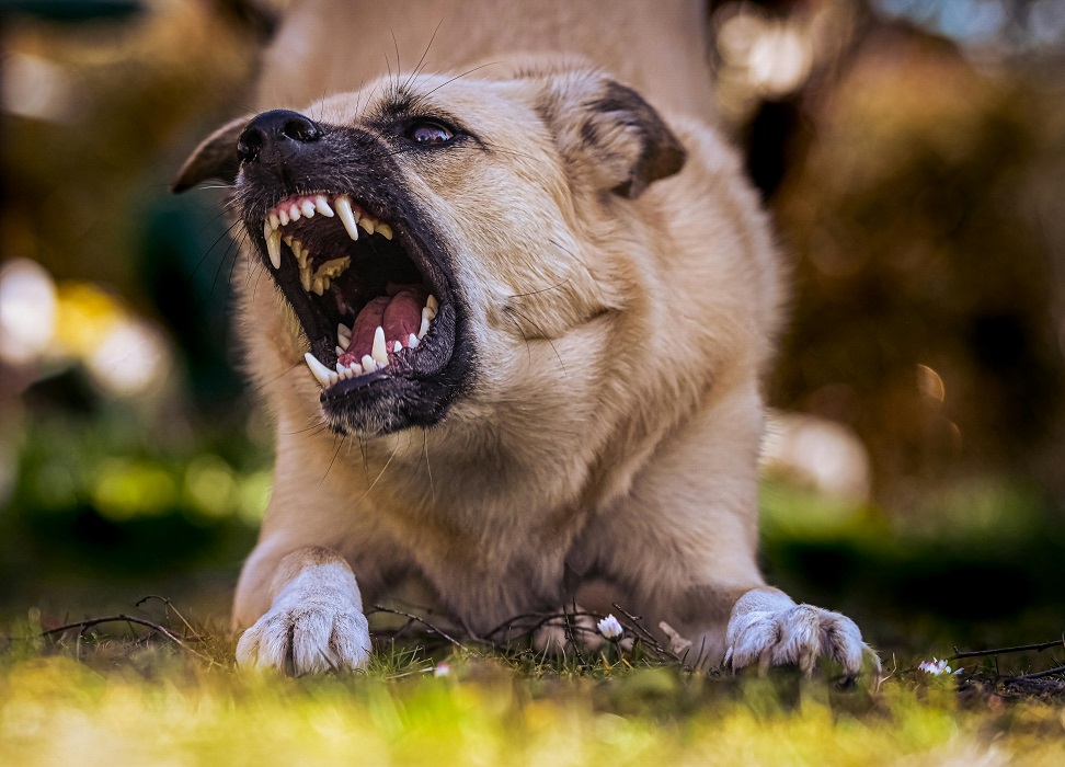 Ataque de cães deixa mulher ferida em bairro de Taubaté