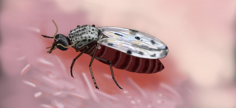 Mosquito Pólvora