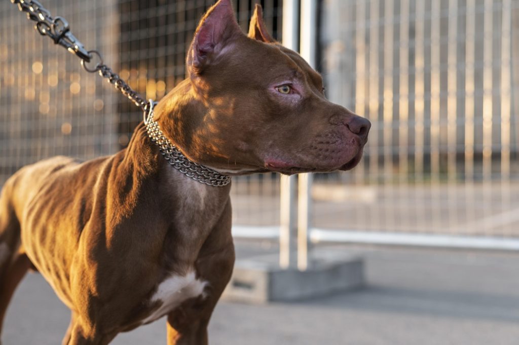 Homem usa pitbull para tentar esconder drogas em Campos do Jordão