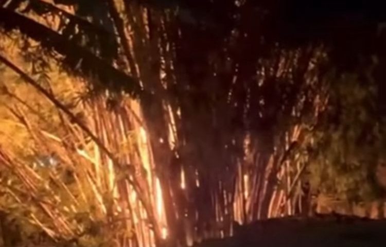 Corpo de Bombeiros controla incêndio em bambuzal em Ilhabela
