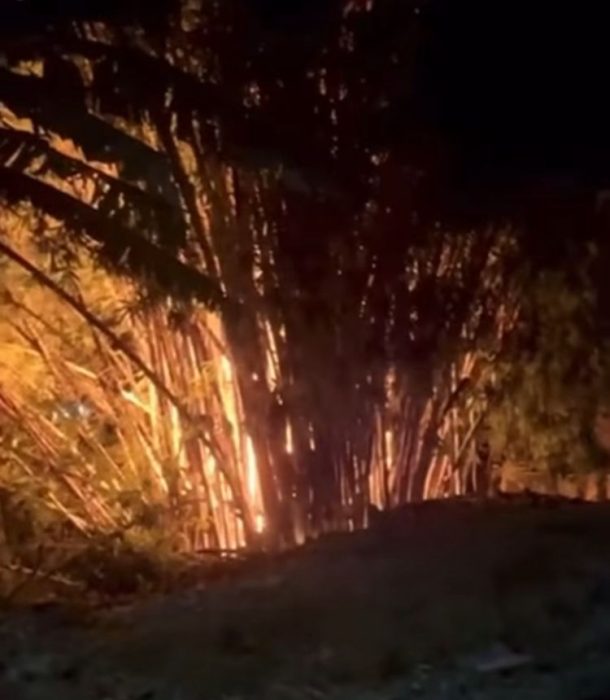 Corpo de Bombeiros controla incêndio em bambuzal em Ilhabela