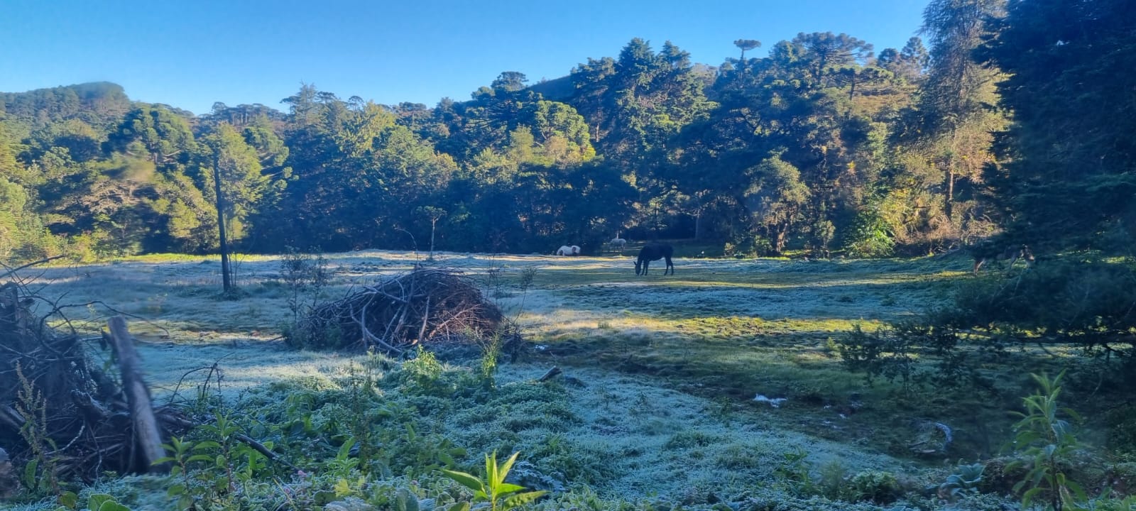 Com geada e 1,3°C, Campos do Jordão bate novo recorde de frio em 2025