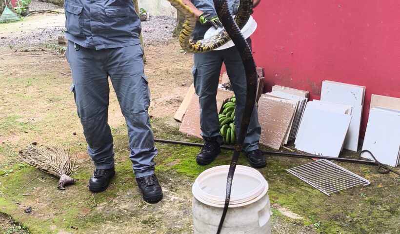 Cobra é encontrada no quintal de casa e mobiliza Corpo de Bombeiros em Ubatuba