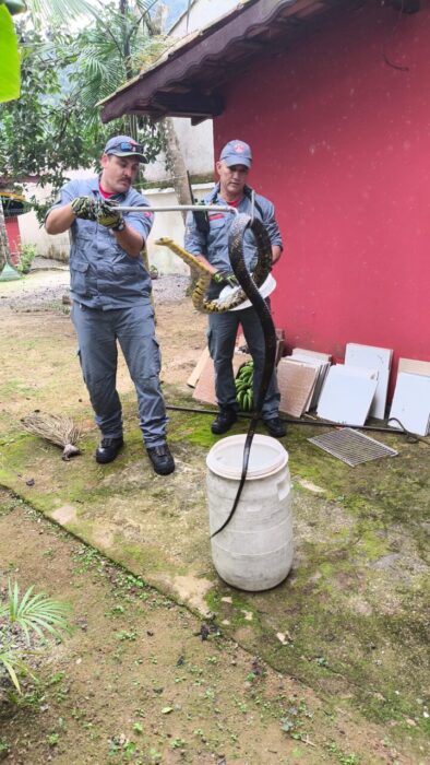 Cobra é encontrada no quintal de casa e mobiliza Corpo de Bombeiros em Ubatuba