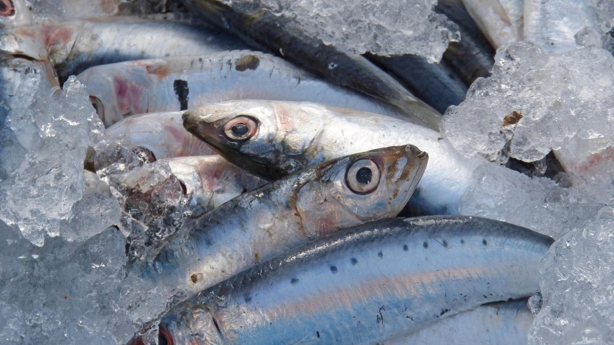 Festival da Sardinha de Ilhabela é o principal destaque da Agenda Cultural no Vale deste final de semana