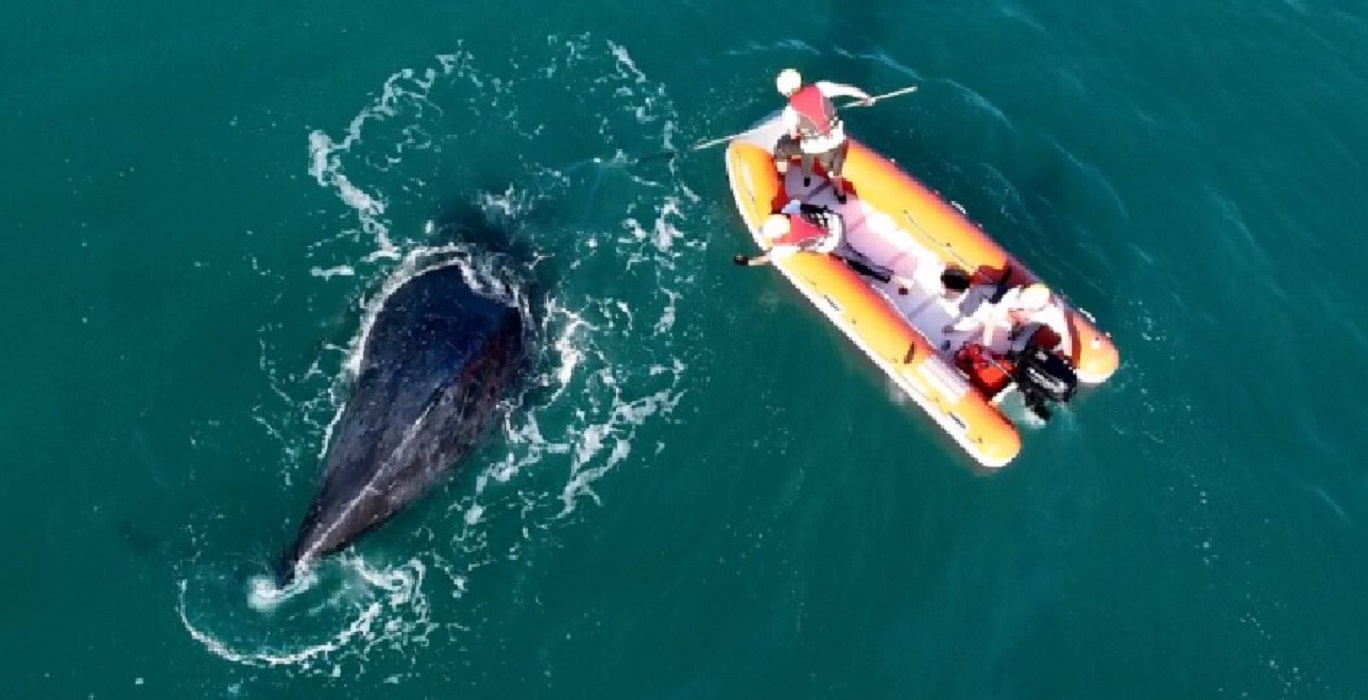 Baleia-jubarte é libertada de redes de pesca durante operação em Ilhabela