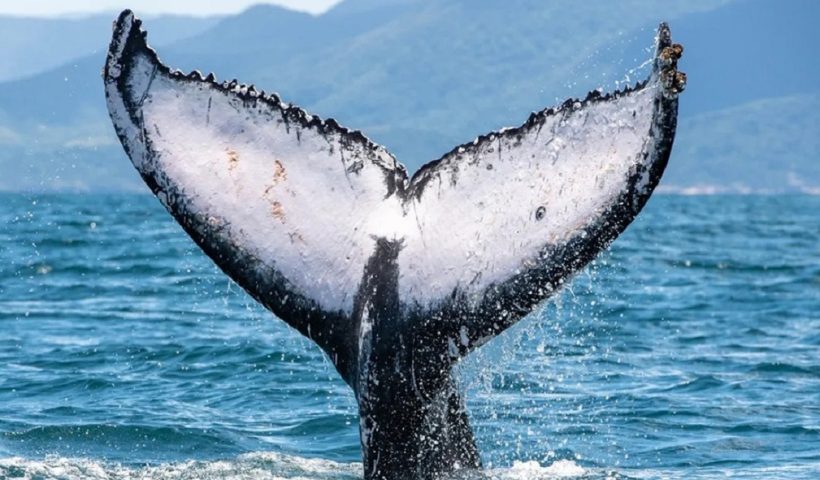 VÍDEO: Avistamento de baleias atrai turistas ao Litoral Norte de SP