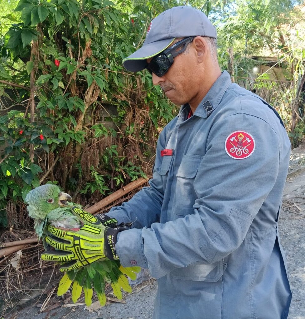 Papagaio preso por linha de pipa é salvo por bombeiros em São Sebastião