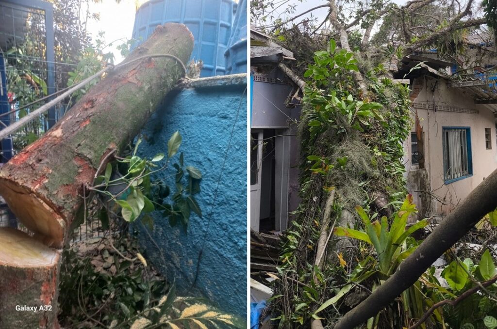 Árvore cai com ventos fortes e assusta escola em Ubatuba