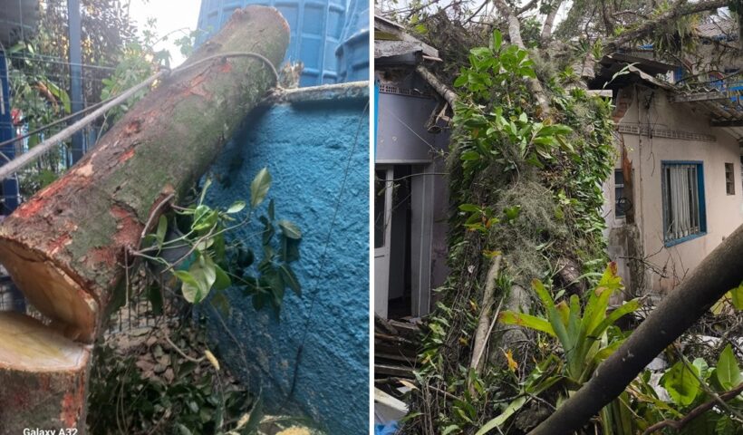 Árvore cai com ventos fortes e assusta escola em Ubatuba