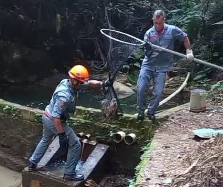 Bombeiros resgatam família de capivaras em Ubatuba