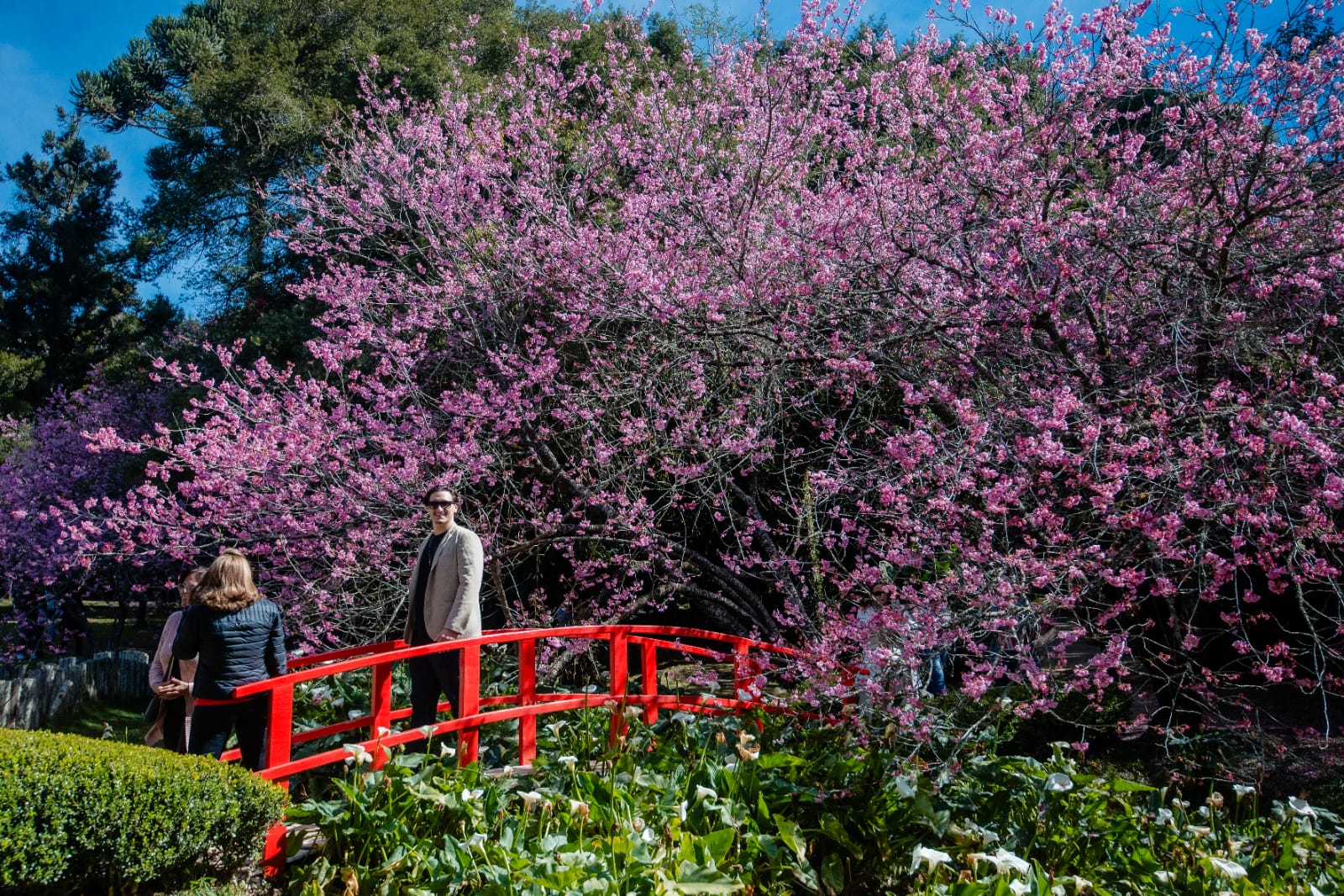 ‘Festa da Cerejeira em Flor’ em Campos do Jordão