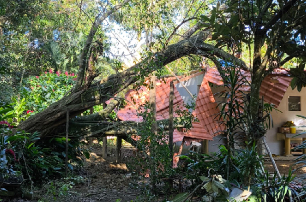 Árvore de grande porte cai sobre casa em Ubatuba 