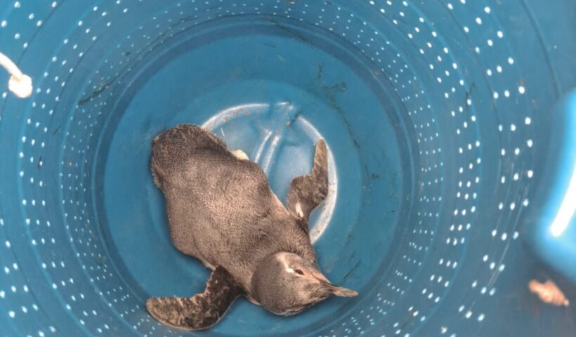 Pinguim foi encontrado na faixa de areia da Praia das Palmeiras, em Caraguatatuba
