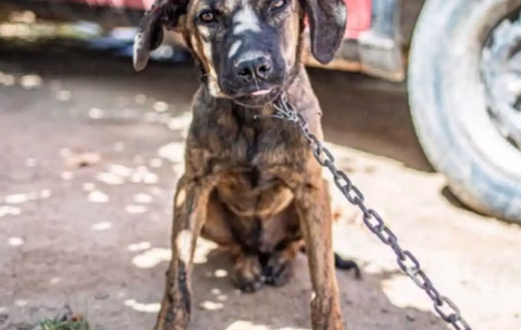 O governador Tarcísio de Freitas sancionou nesta segunda-feira (25) o Projeto de Lei do deputado estadual Rafael Saraiva (União/SP) que proíbe o acorrentamento de cães e gatos em todo o estado de São Paulo