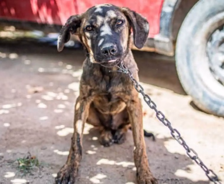 O governador Tarcísio de Freitas sancionou nesta segunda-feira (25) o Projeto de Lei do deputado estadual Rafael Saraiva (União/SP) que proíbe o acorrentamento de cães e gatos em todo o estado de São Paulo