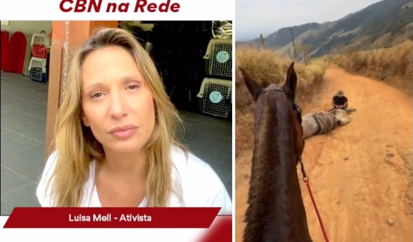 Luisa Mell cobra punições mais duras após caso de cavalo mutilado em Bananal