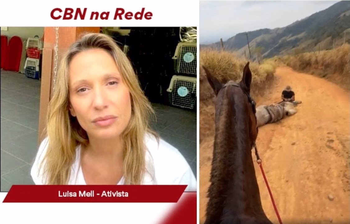 Luisa Mell cobra punições mais duras após caso de cavalo mutilado em Bananal