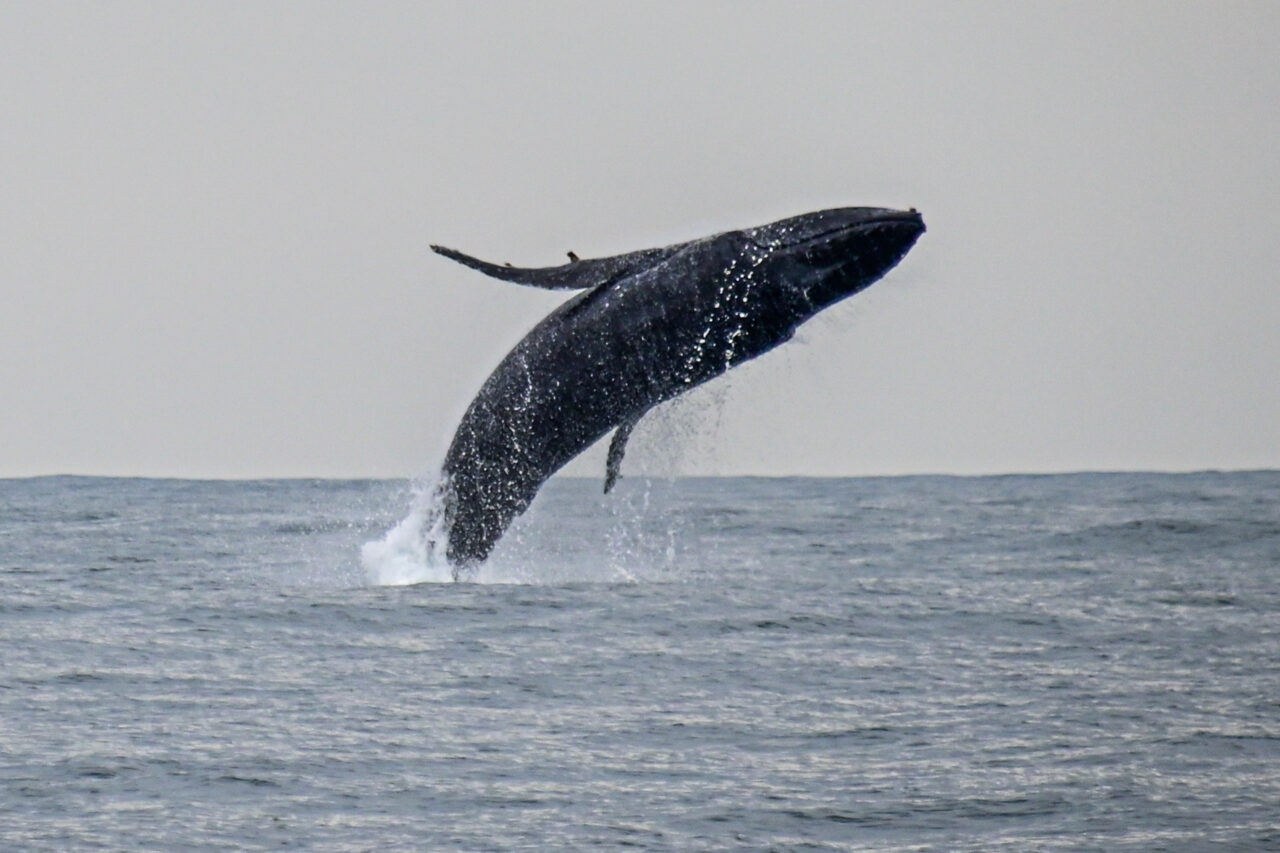 Ilhabela vive uma temporada histórica de avistamento de baleias-jubarte. De abril até o fim de julho de 2025, foram registrados 695 avistamentos, número recorde desde o início do monitoramento pelo Projeto Baleia à Vista, em 2016