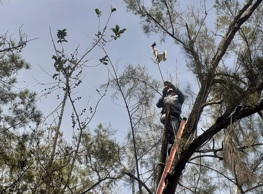 Garça é resgatada após ficar presa em linha de pesca em Roseira