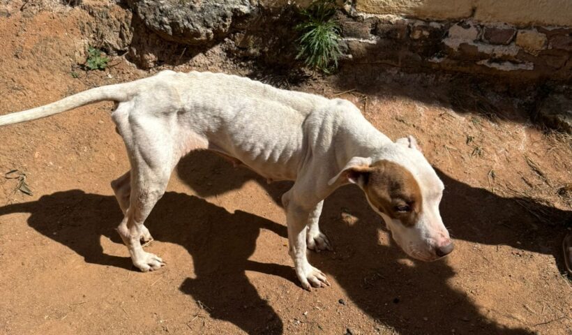 A operação foi desencadeada após uma denúncia anônima, que relatava condições de negligência extrema contra dois cães em uma residência na cidade de Guaratinguetá.