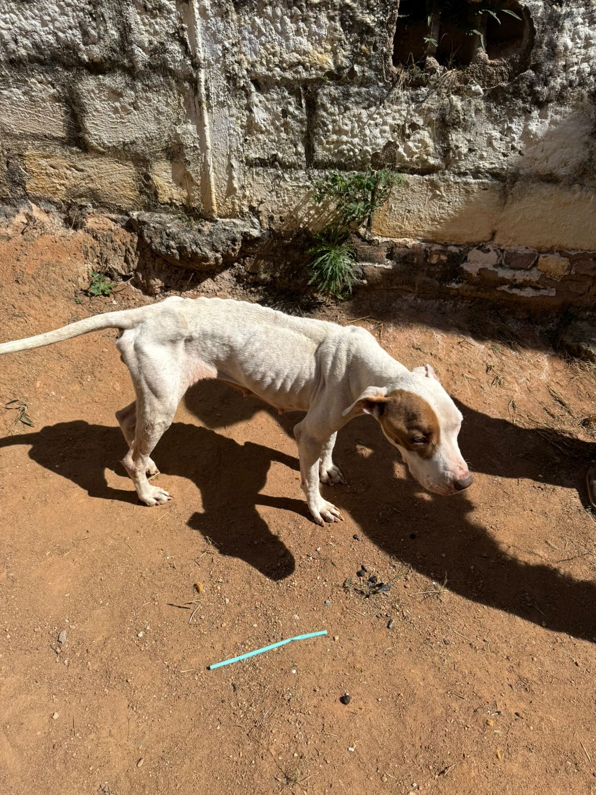 A operação foi desencadeada após uma denúncia anônima, que relatava condições de negligência extrema contra dois cães em uma residência na cidade de Guaratinguetá.