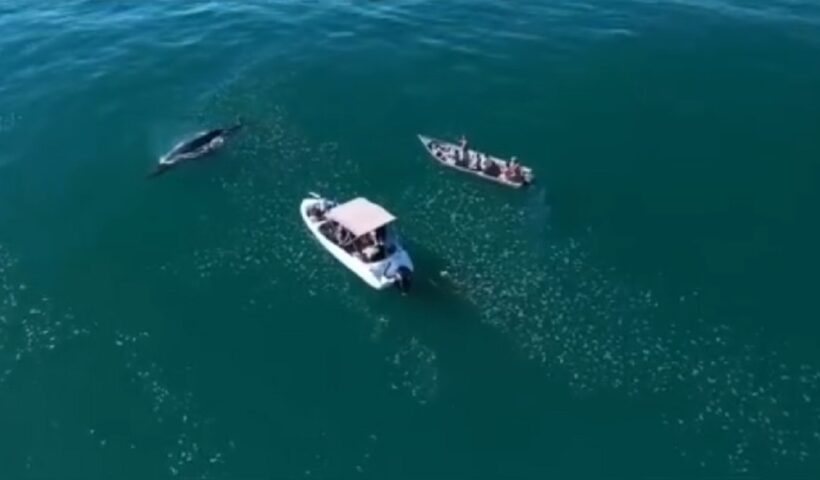 VÍDEO: Barco persegue baleia em Ubatuba e empresas são autuadas