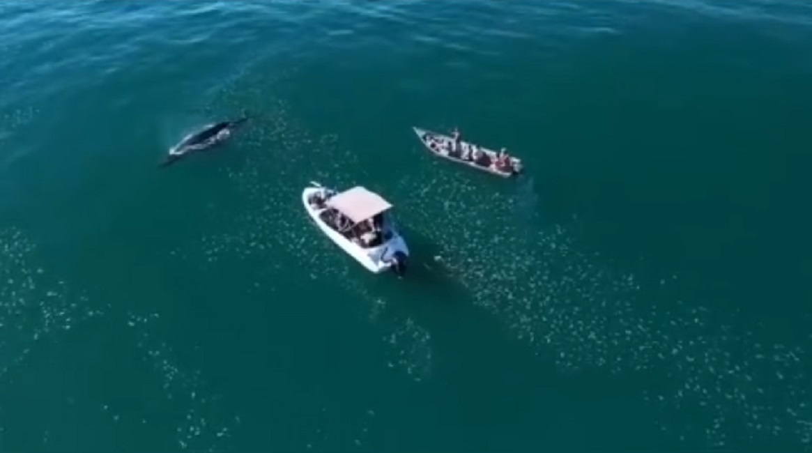 VÍDEO: Barco persegue baleia em Ubatuba e empresas são autuadas