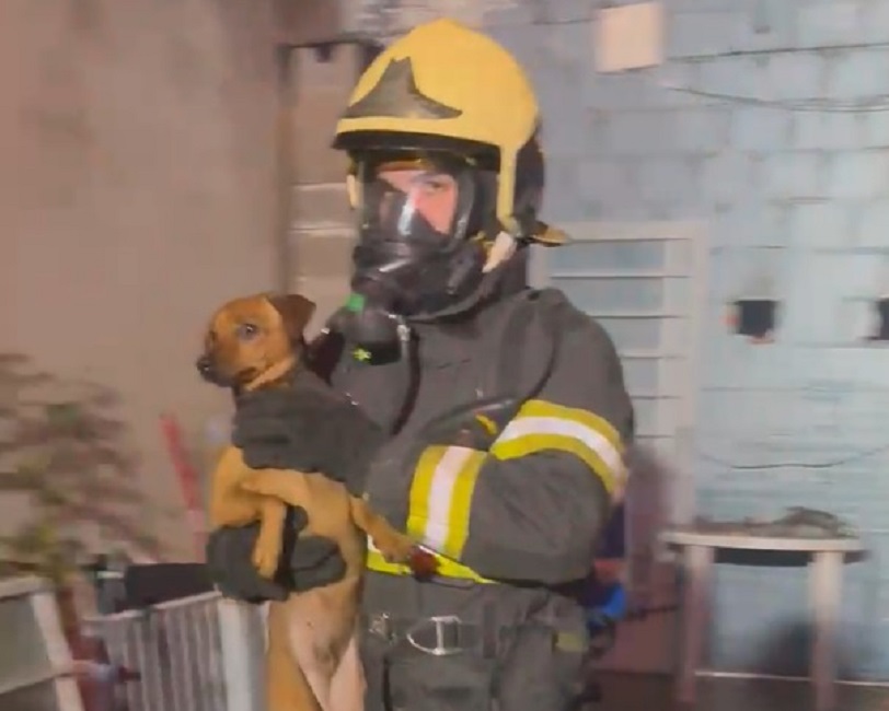 Incêndio atinge casa em São José dos Campos e 8 cães são salvos