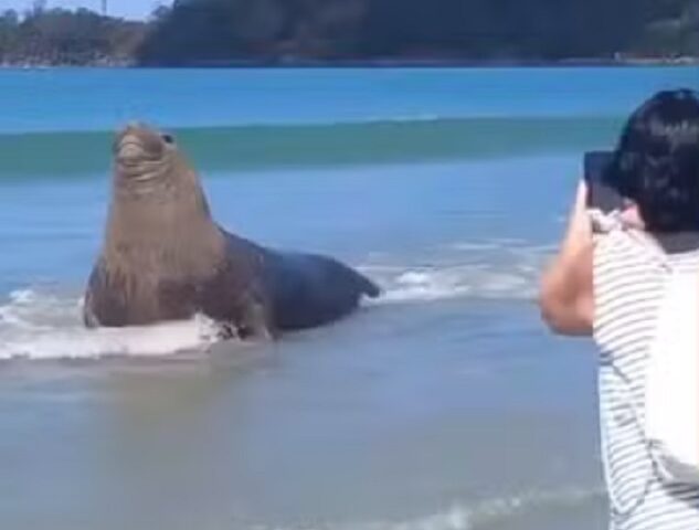 Um elefante-marinho-do-sul foi flagrado por banhistas na Praia da Maranduba, em Ubatuba, Litoral Norte de São Paulo, na tarde de quinta-feira (14).