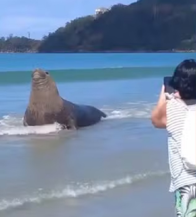 Um elefante-marinho-do-sul foi flagrado por banhistas na Praia da Maranduba, em Ubatuba, Litoral Norte de São Paulo, na tarde de quinta-feira (14).
