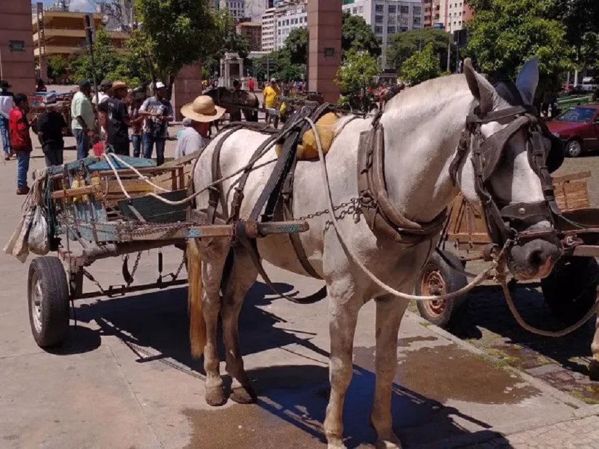 A Comissão de Viação e Transportes da Câmara dos Deputados aprovou um projeto de lei que endurece a legislação contra maus-tratos a animais usados no transporte de cargas e pessoas por tração anima
