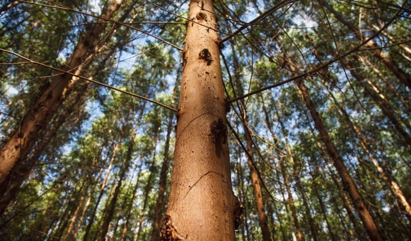 Floresta, gado e gente: a Suzano mostra o caminho do desenvolvimento sustentável