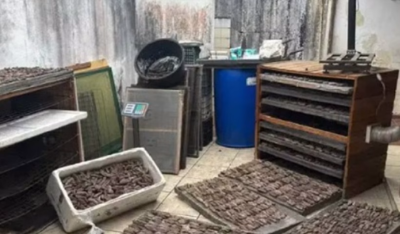 Um homem foi preso e multado em R$ 6,7 mil após ser flagrado com quase 60 quilos de pepino-do-mar, uma espécie marinha criticamente ameaçada de
