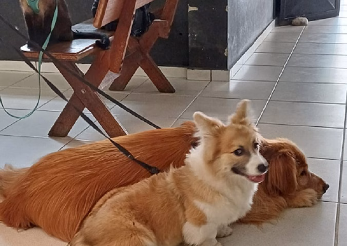 A Polícia Rodoviária Federal prendeu um motorista e resgatou três animais domésticos — dois cães e um gato