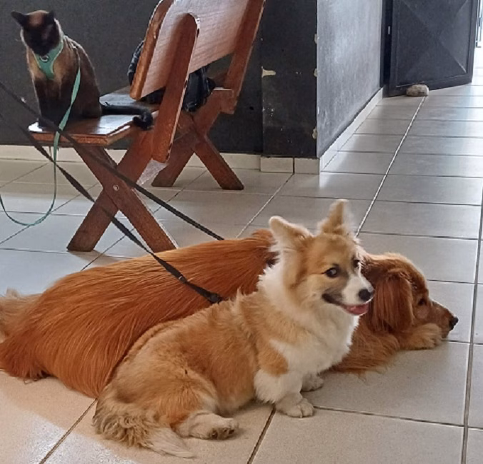 A Polícia Rodoviária Federal prendeu um motorista e resgatou três animais domésticos — dois cães e um gato