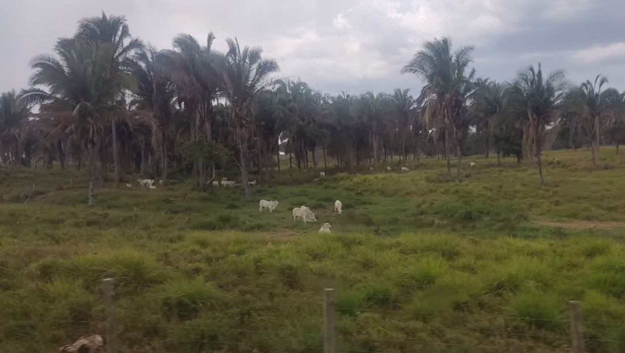 Floresta, gado e gente: a Suzano mostra o caminho do desenvolvimento sustentável