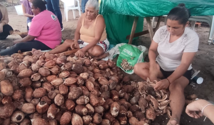 Em Imperatriz (MA), quebradeiras de coco babaçu mantêm tradição em parceria com a Suzano