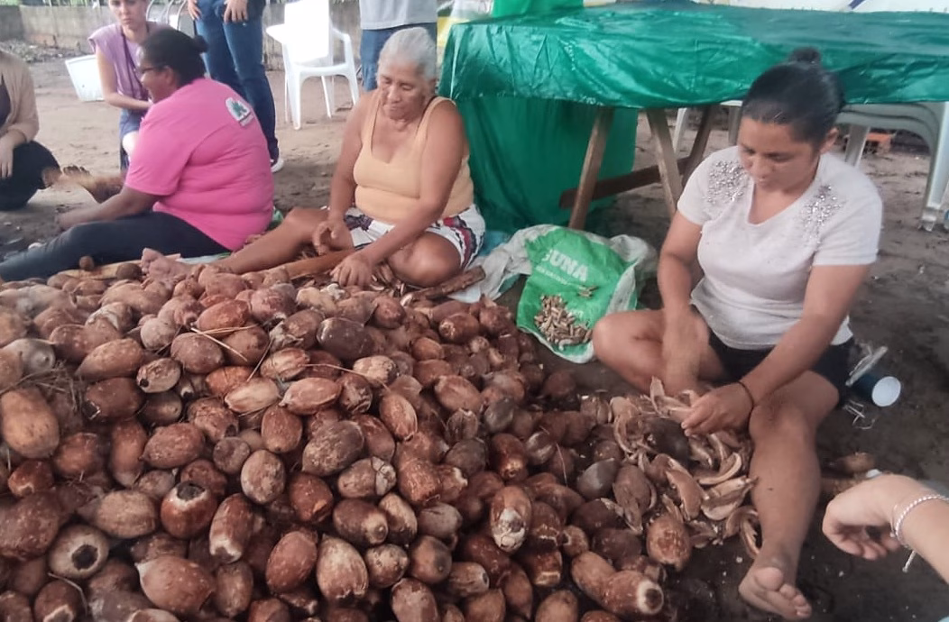 Em Imperatriz (MA), quebradeiras de coco babaçu mantêm tradição em parceria com a Suzano