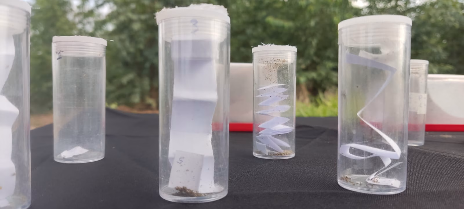 Floresta, gado e gente: a Suzano mostra o caminho do desenvolvimento sustentável
