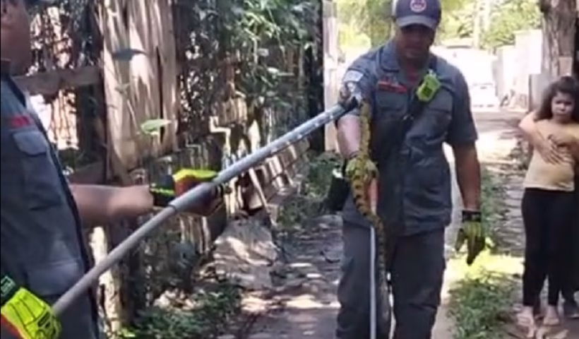 Obra em Ilhabela é invadida por cobra e operação mobiliza bombeiros