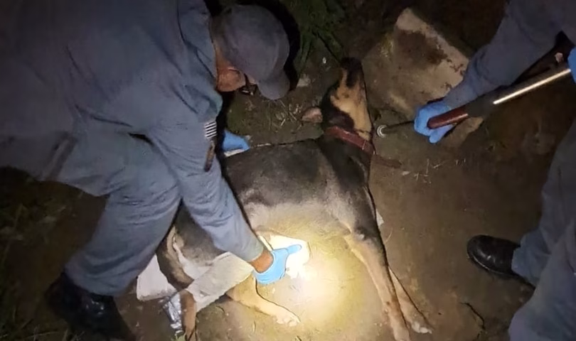 Cachorro atropelado é resgatado por bombeiros em Caraguatatuba