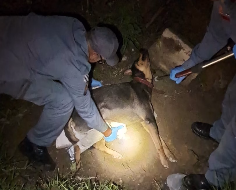 Cachorro atropelado é resgatado por bombeiros em Caraguatatuba