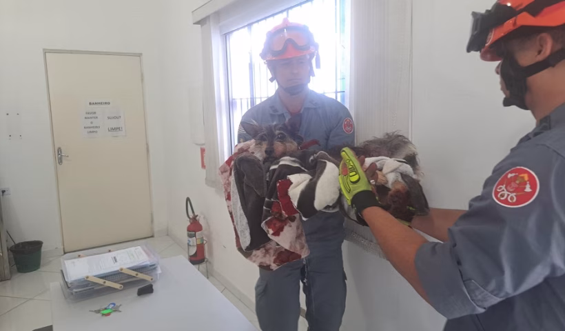 Cadela ferida é resgatada após ficar presa em vergalhão no Litoral Norte