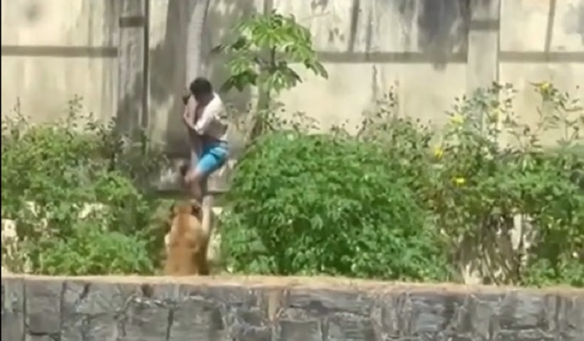 VÍDEO: Homem invade jaula de leoa em João Pessoa e morre após ataque