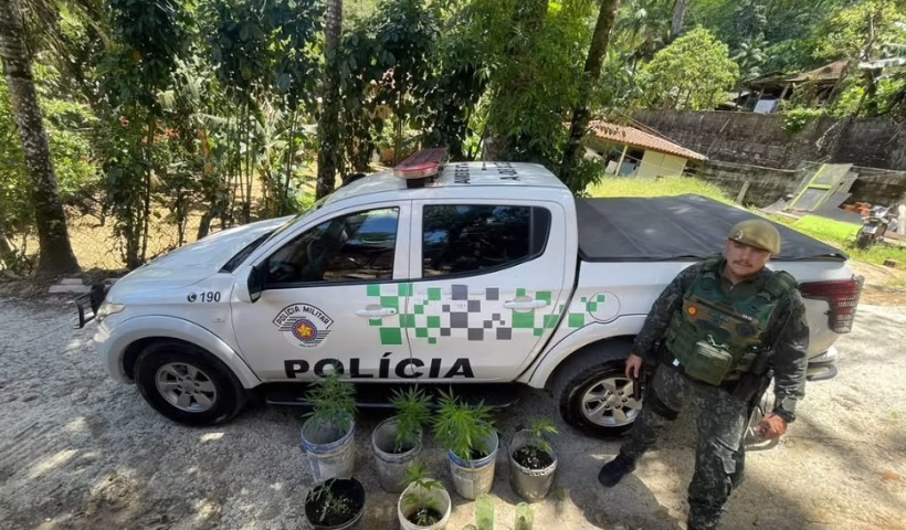 Plantação de maconha é achada em área de preservação em Maresias