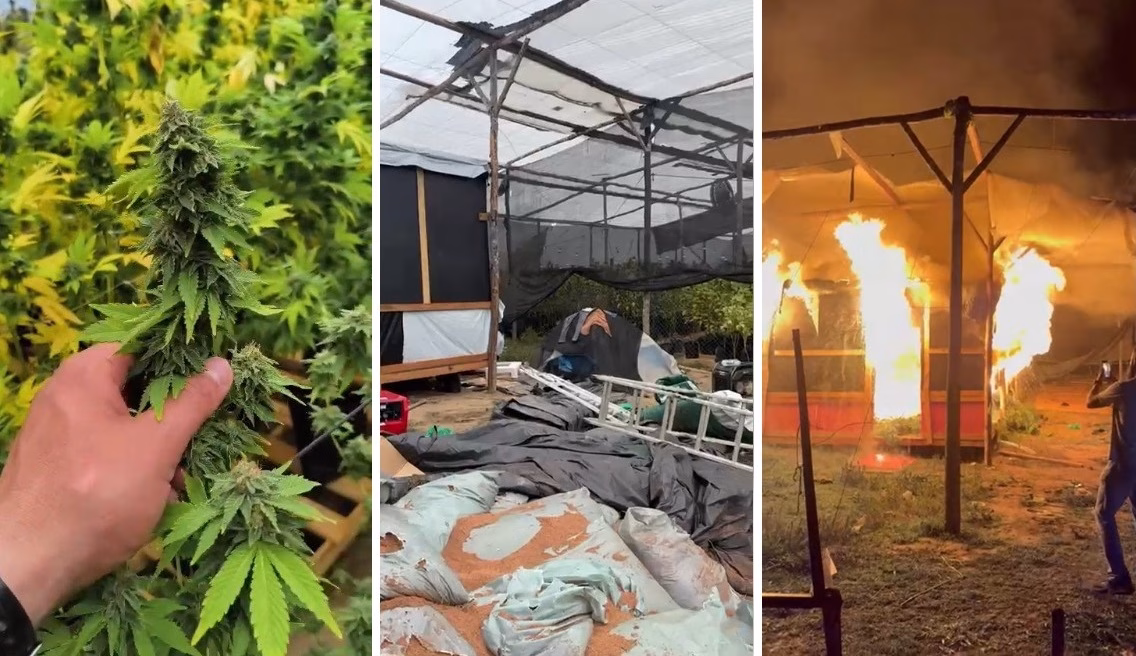 Operação apreende e destrói 1.700 pés de maconha em área de mata no Vale