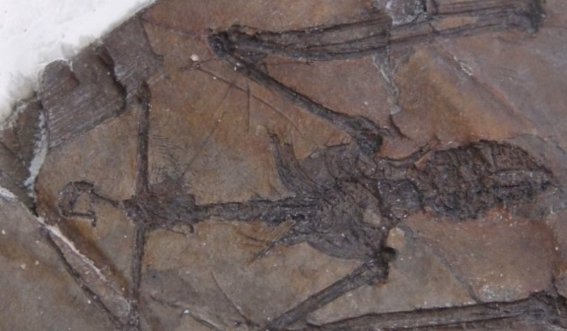 Vale entra na rota paulista da “Trilha dos Dinossauros”